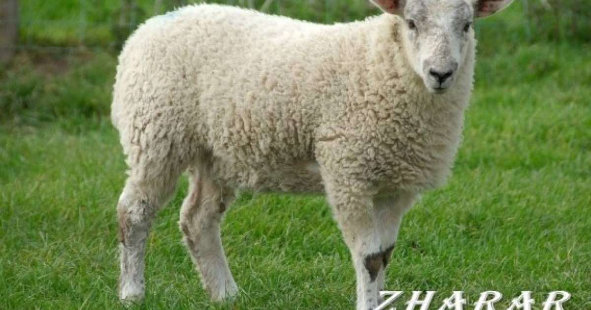 Қой сою дәстүрі (видео)