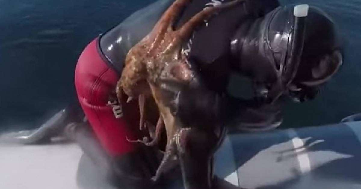 Видеошок: Сегізаяқ дайверді "құшақтап" жібермей қойған