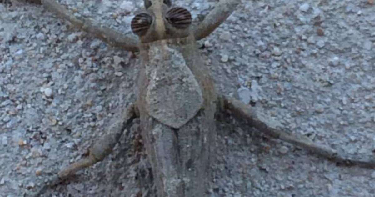 Ақтау тұрғындарының зәресін алған белгісіз жәндіктің не екені анықталды