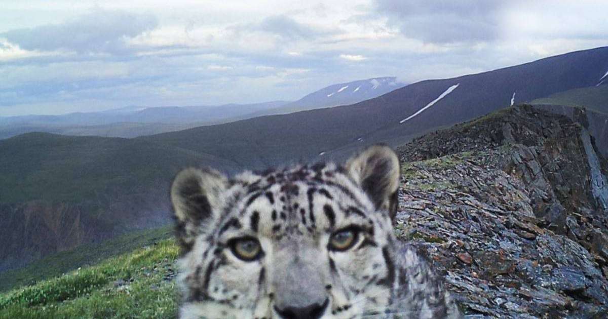 Қар барысын қорғаушыға айналған бұрынғы браконьерлер