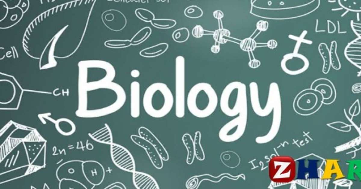 Реферат: Биология | Абдомен