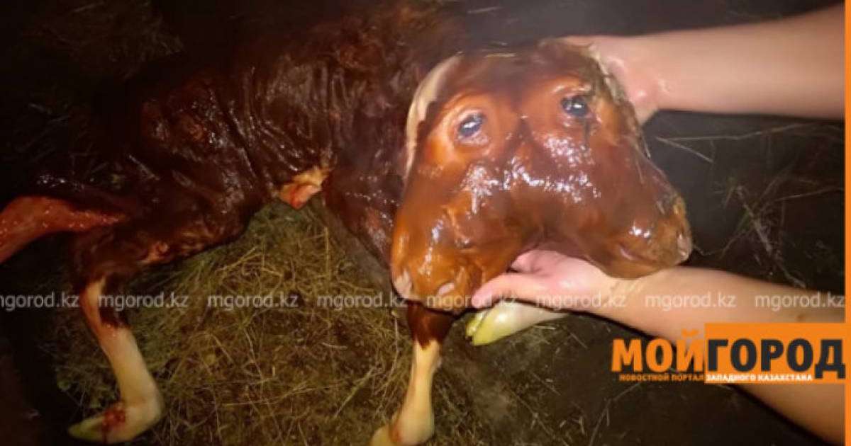 Ақтөбе облысында екі басты бұзау туды