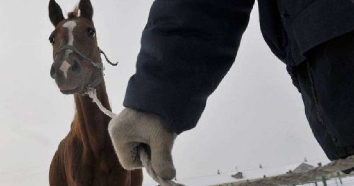 Алматы облысының полициясы мал ұрлығымен айналысқандарды ұстады