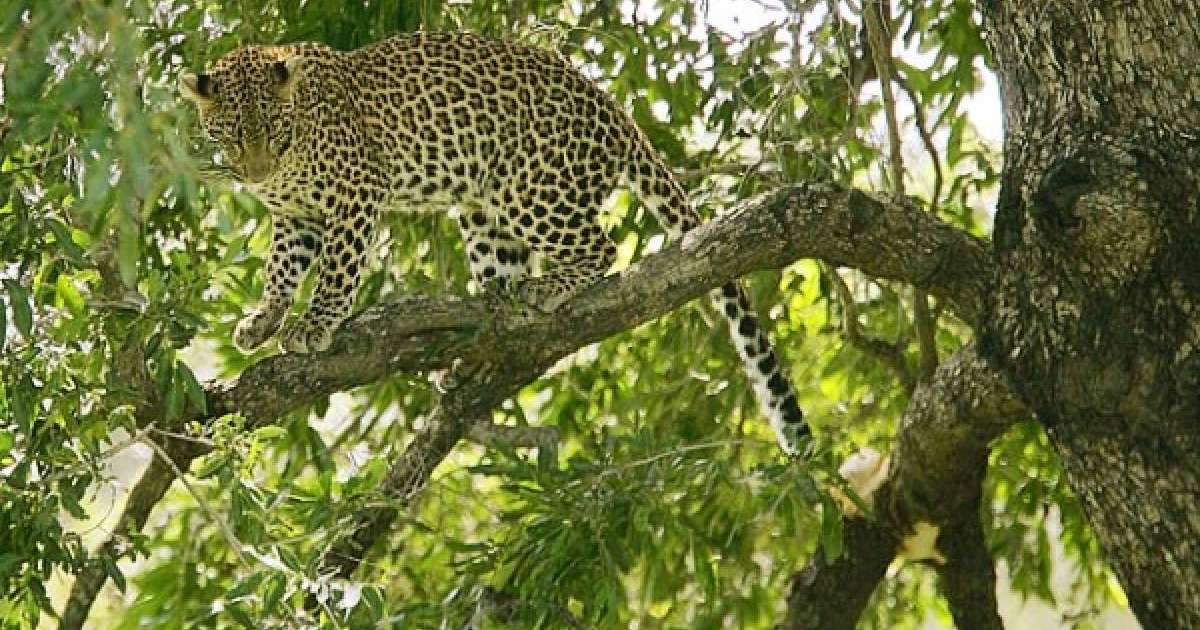 ​Леопард екі жастағы баланы талап тастаған