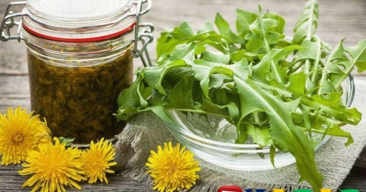 Бақбақ гүлінің адам денсаулығына пайдасы