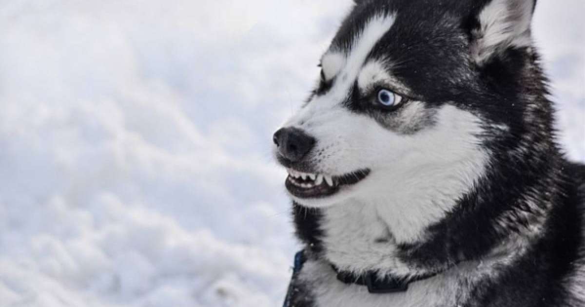 Ит 4 жасар баланың қолын жұлып алып, оны жеп қойған