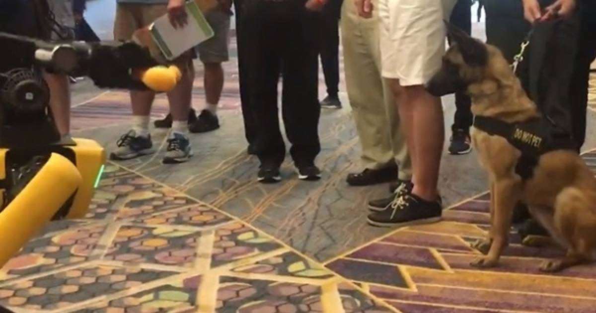 ​Робот ит пен тірі иттің ойынын таспаға түсірген