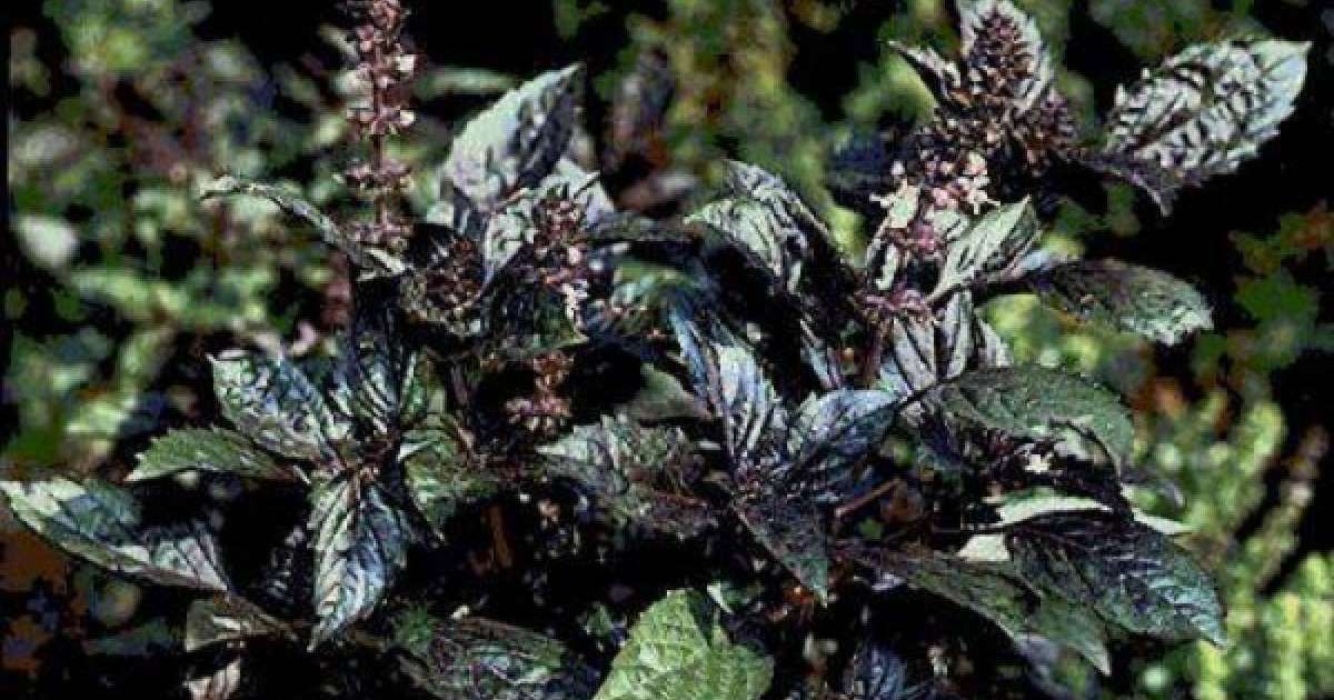 Райхан гүлі туралы аңыз | Reactor.inform.kz