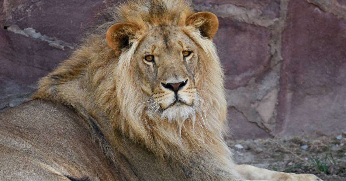 Полиция Қарағанды зообағында арыстандарды таспен ұрғандарды іздеп тапты