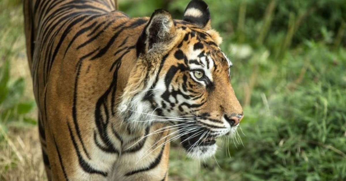 ​Жолбарысты жуындырмақ болған зообақ қызметкері қолынан айырылды