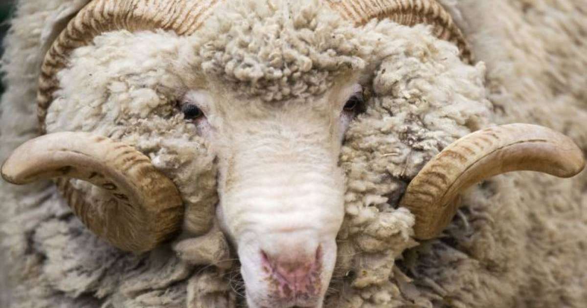 қойдың майы, пайдасы, зияны, қандай ауруға ем, дайындау, баланы ысылау