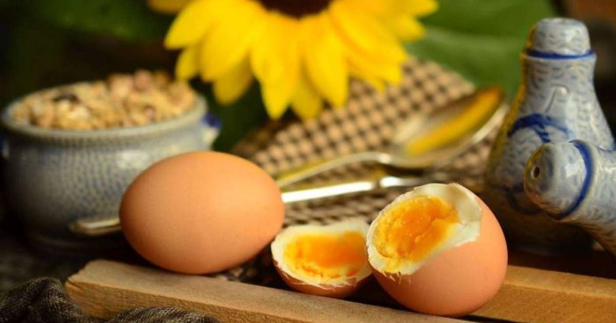 Жұмыртқаның зияны - ғылыми зерттеу