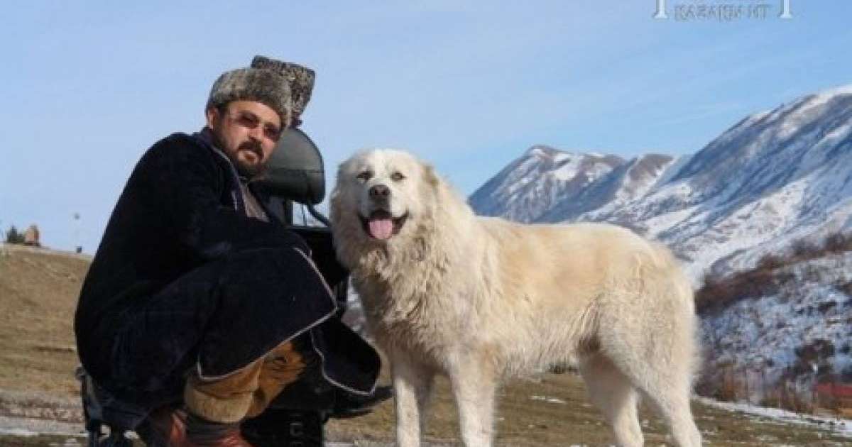 Данияр ДӘУКЕЙ, «Төбет – қазақы ит» қорының жетекшісі: Қазақы төбет тұқымына жететін ит жоқ