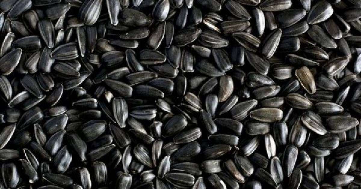 Пісте шағу пайдалы ма, зиян ба?