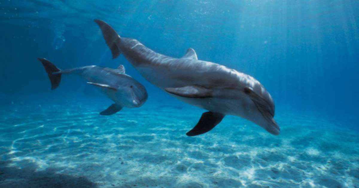 Видеошок: Өлген баласын қимаған дельфин желі қолданушыларының көңілін елжіретті