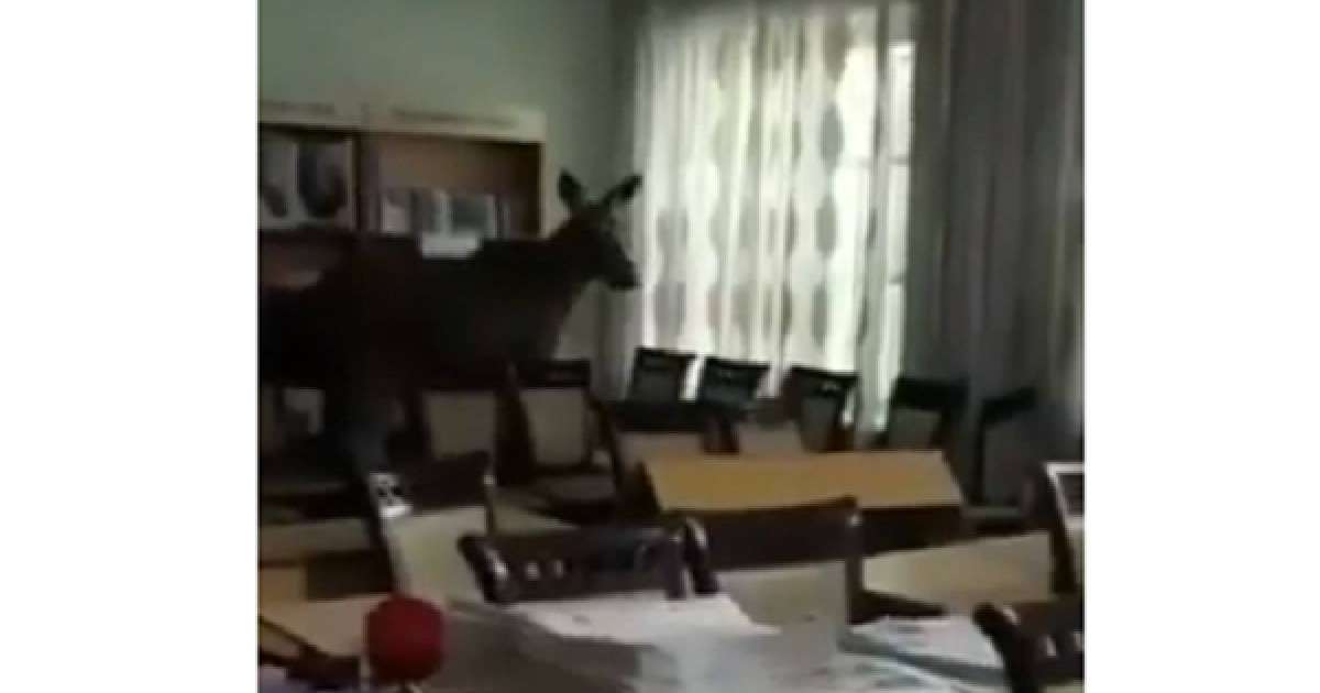 ​Семейде колледж кітапханасына бұлан кіріп кеткен