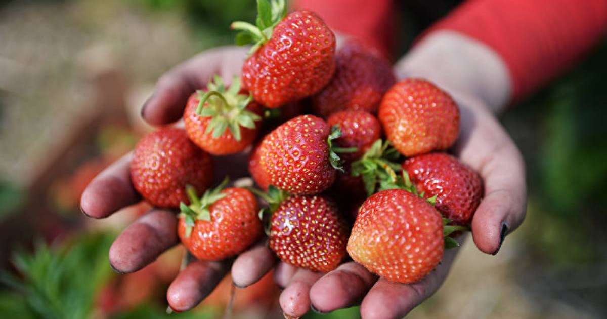 кімге жеуге болмайды, құлпынай, итбүлдірген, көкжидек