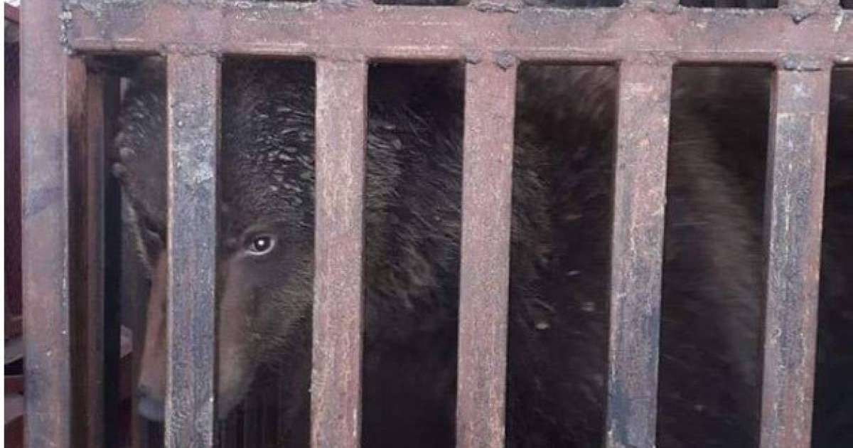 Түркістан облысында мал базарда аю сатылған