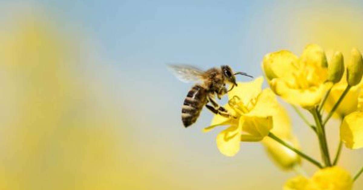 Ғалымдар 5G-ді қолдануға қарсы петиция жариялады