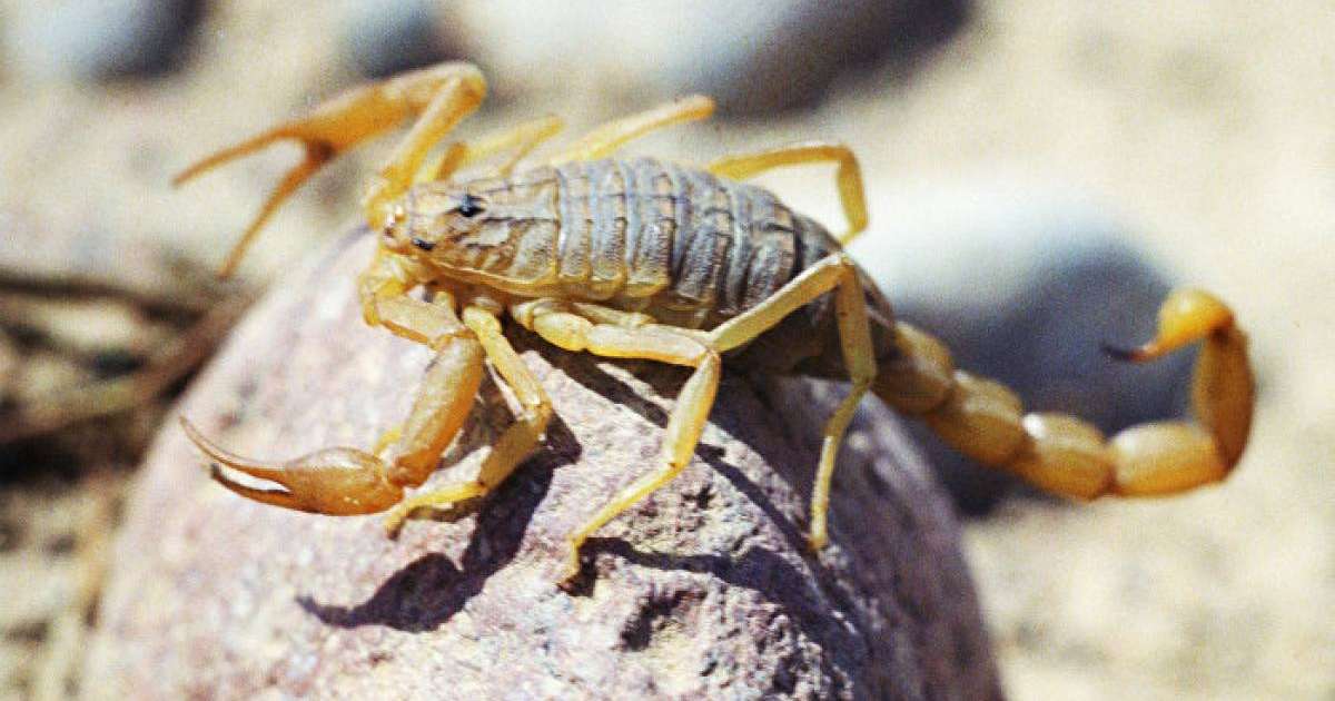 Атырау тұрғынын өз пәтерінде сарышаян шағып алды