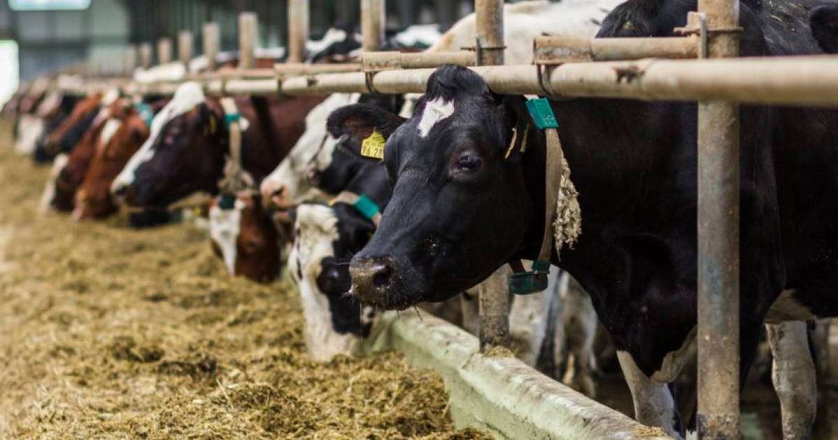 新疆阿拉山口开建活畜隔离屠宰场 可直接进口哈国肉牛