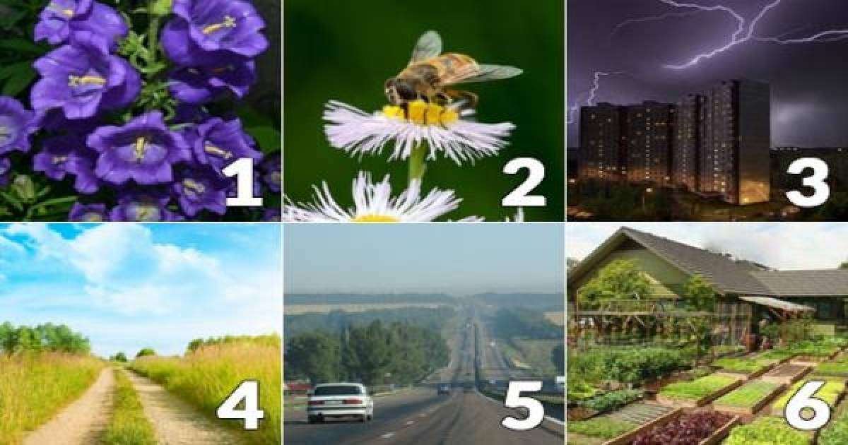 Психологиялық тест: Суреттің бірін таңдап, өзіңіз туралы сыр біліңіз