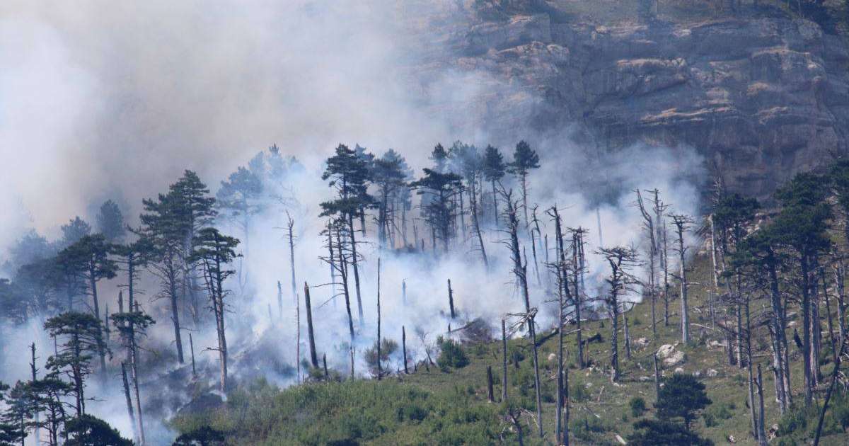 Былтыр Қазақстан ормандарында 121 гектарға жуық жер өртенген