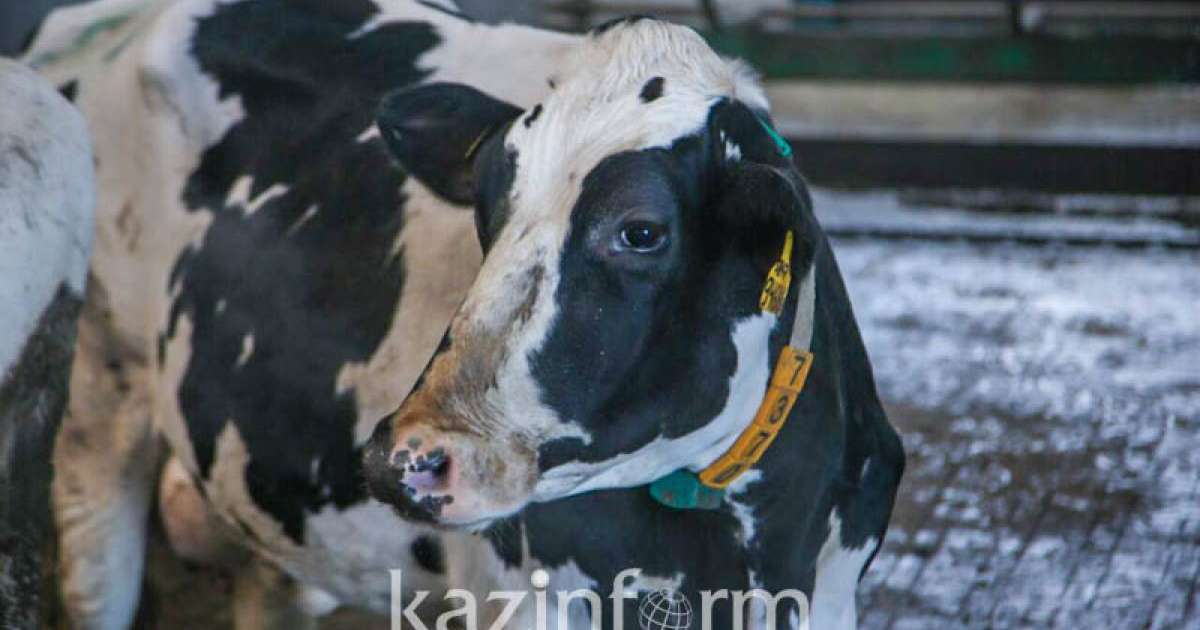 «Сыбаға» бағдарламасының талаптары өзгертілді