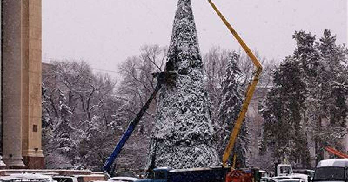 Бес метрлік шырша кішкентай баланың үстіне құлап кетті