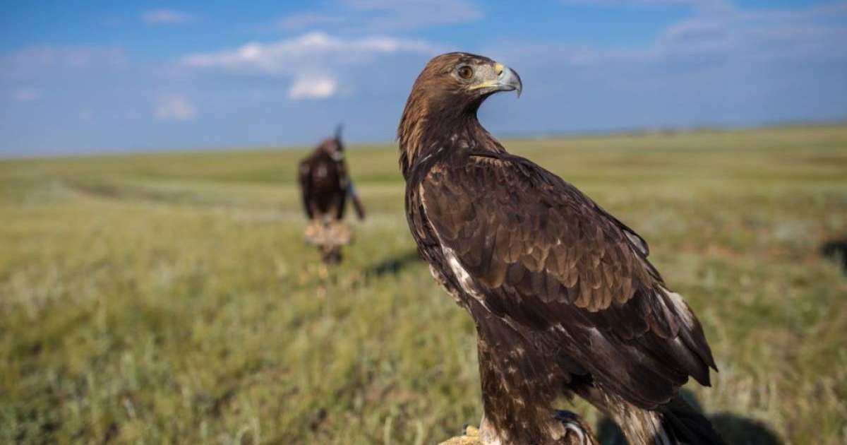 Аң-құс пен төрт түліктің қазақша атаулары |