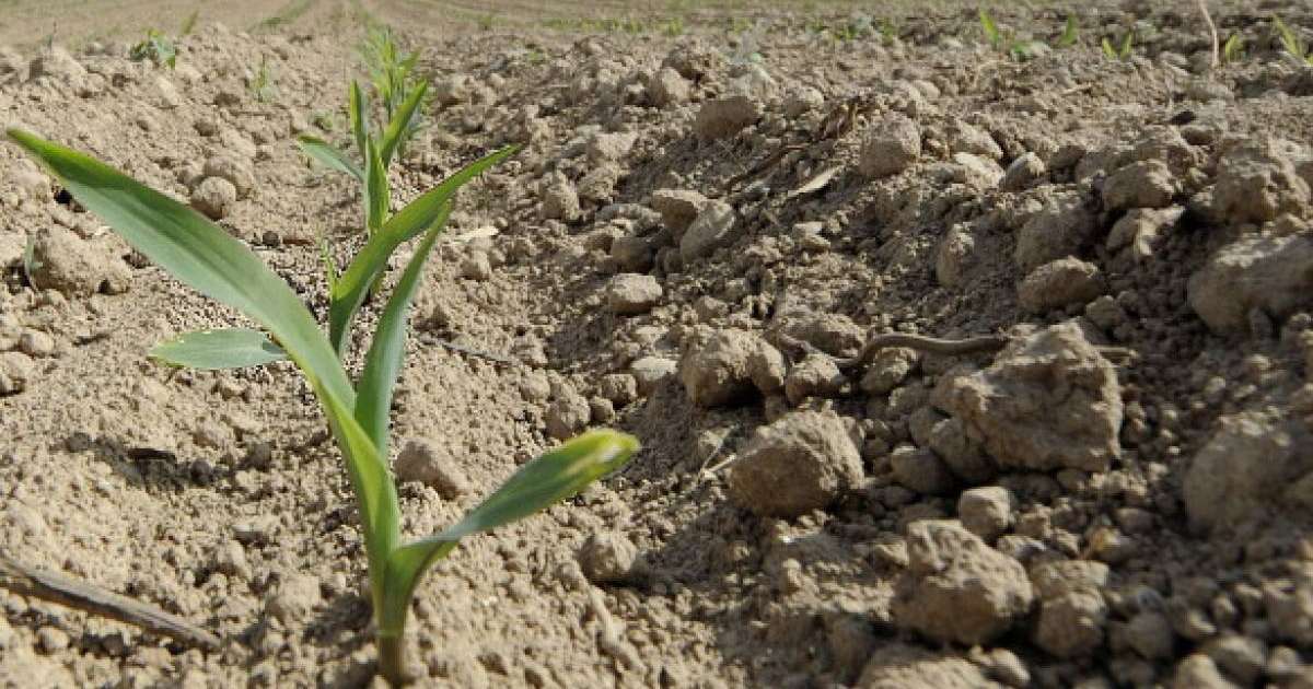 Қостанайда мемлекетке 290 мың гектар жер телімі қайтарылды