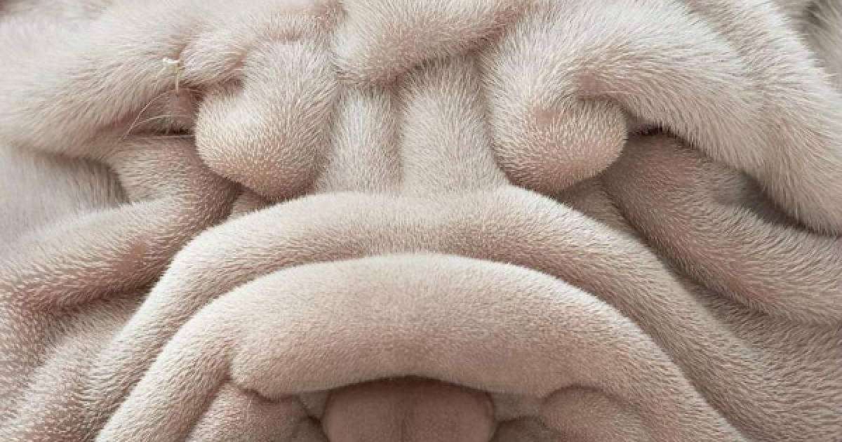 Әжім неден пайда болады? |