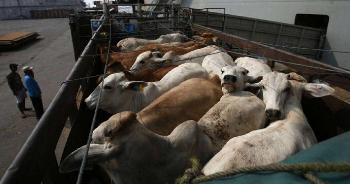 Алматы облысында тиісті құжатсыз мал тасымалдағандар анықталды