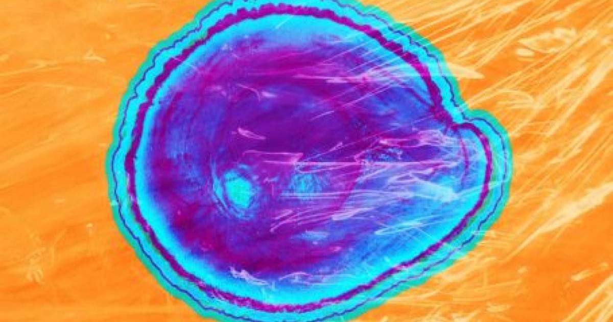 Тағамның жарамдылық мерзімін екі есе ұзартатын қаптама жасалды