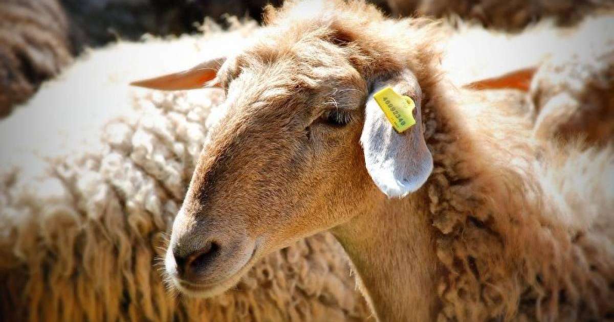 Сүйіндік ауылында белгісіз аурудан екі мыңнан астам қой қырылды