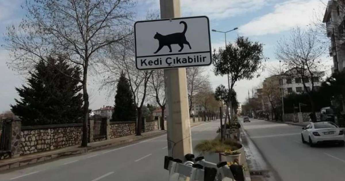 «Мысық шығуы мүмкін»