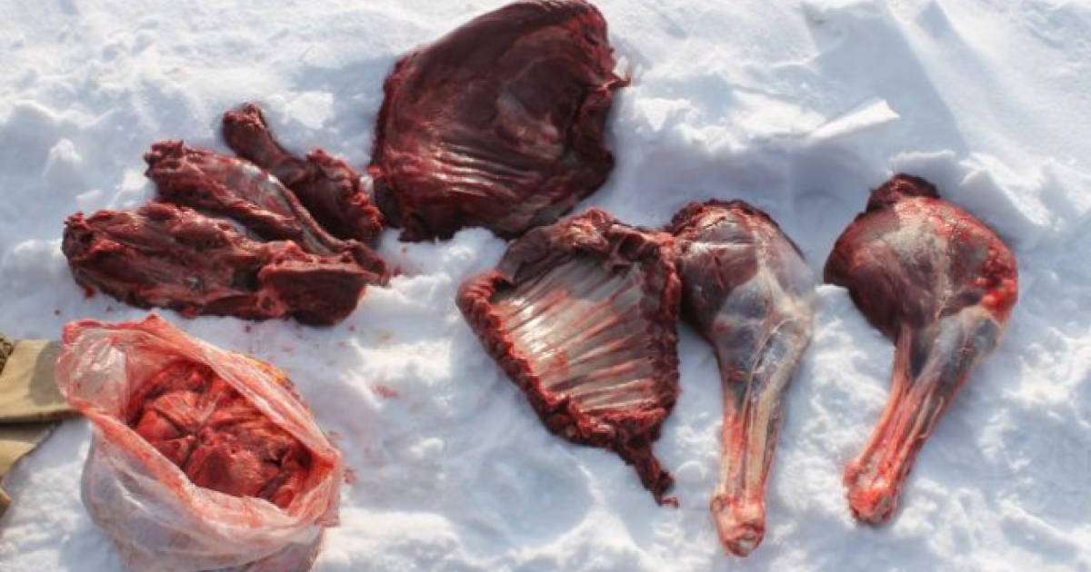 СҚО-да тоғыз сібір елігін қырып салған браконьерлер анықталды