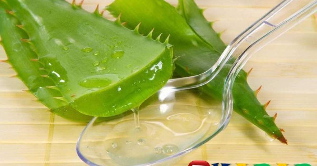 Алоэ өсімдігінің емдік қасиеттері