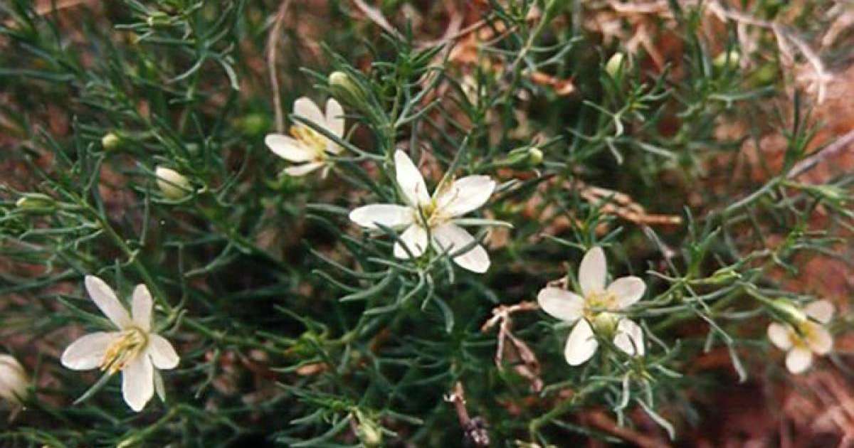 Адамды есінен айыруы мүмкін: Адыраспан туралы не білеміз?