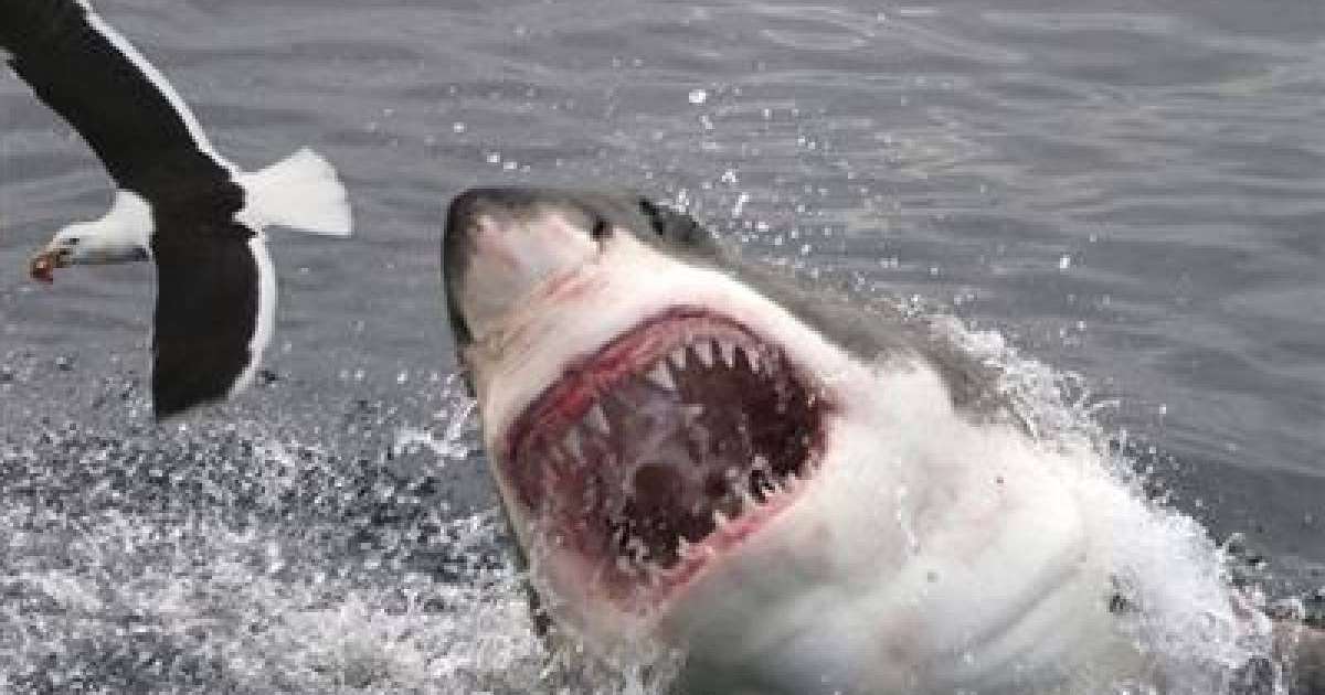 Спортшы акуланың шабуылынан көз жұмды