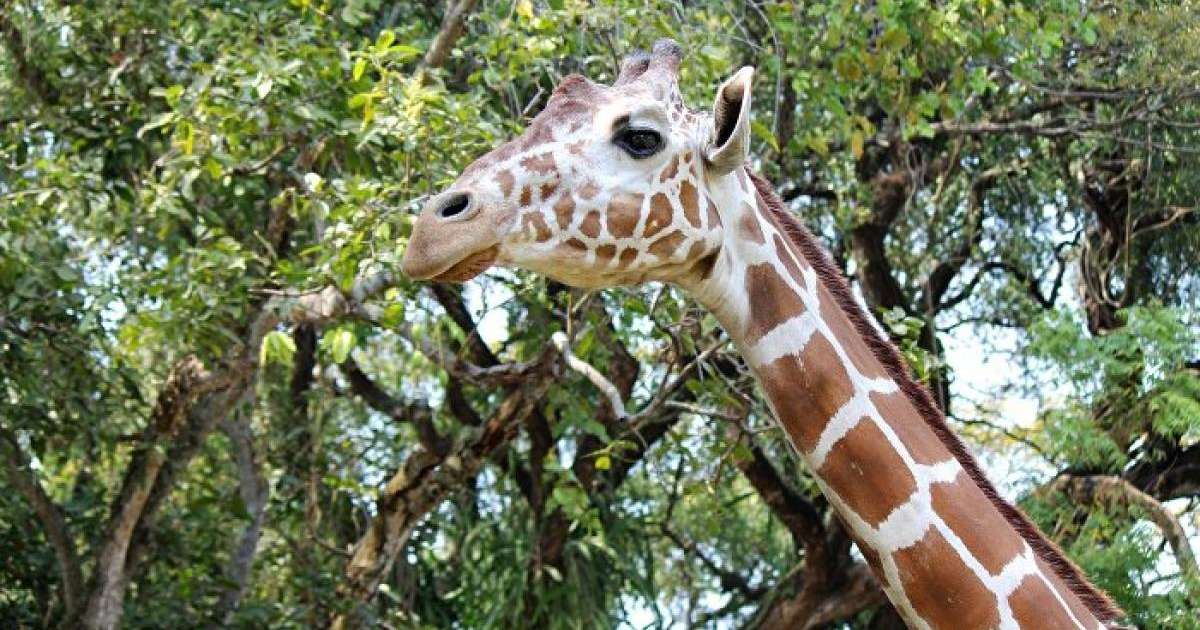 Шымкент зообағында жас жігіт жирафқа мініп алды