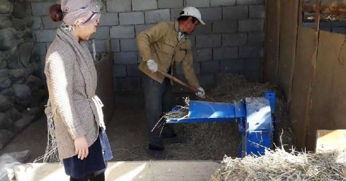 22 жастағы қызылордалық ару мал бордақылауды кәсіп етті