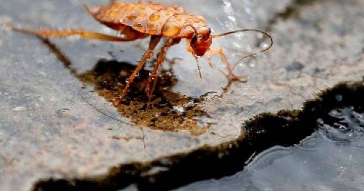 ​Дәрігерлер 17 жастағы бойжеткеннің құлағынан тірі тарақан алып шыққан