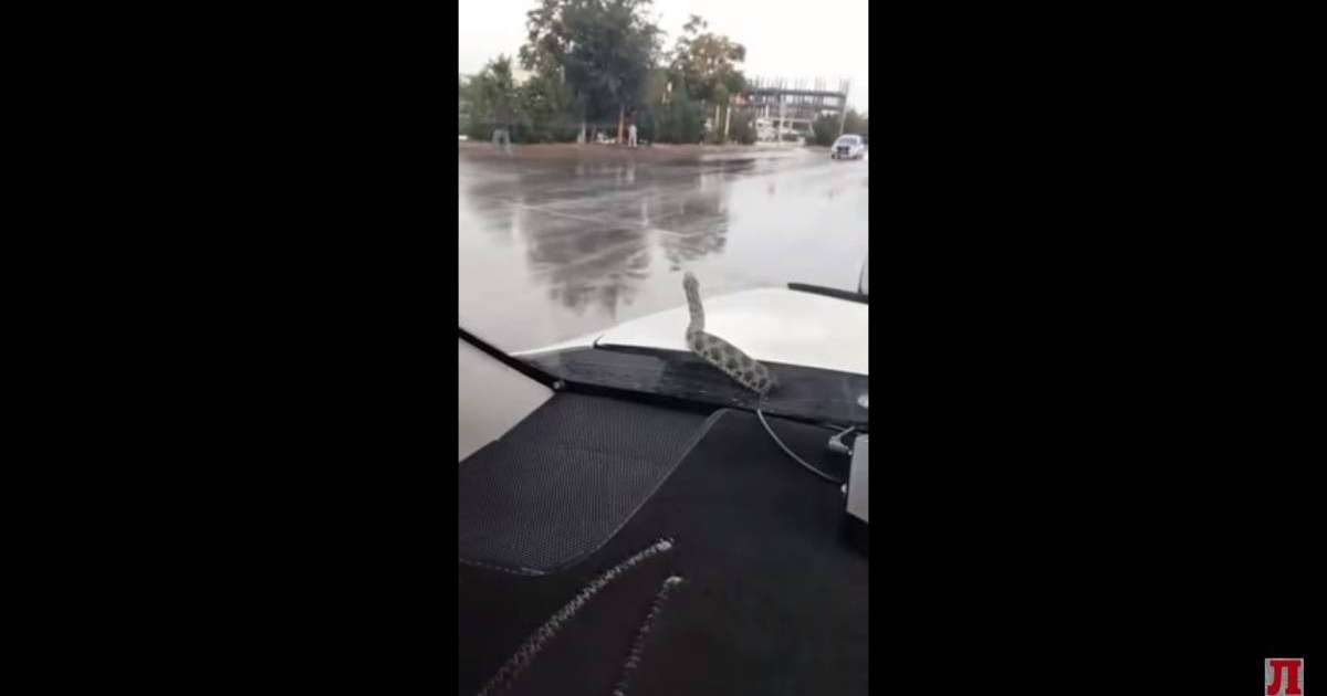 Ақтауда көлік капотынан атып шыққан алып жылан жүргізушіні шошытты (ВИДЕО)