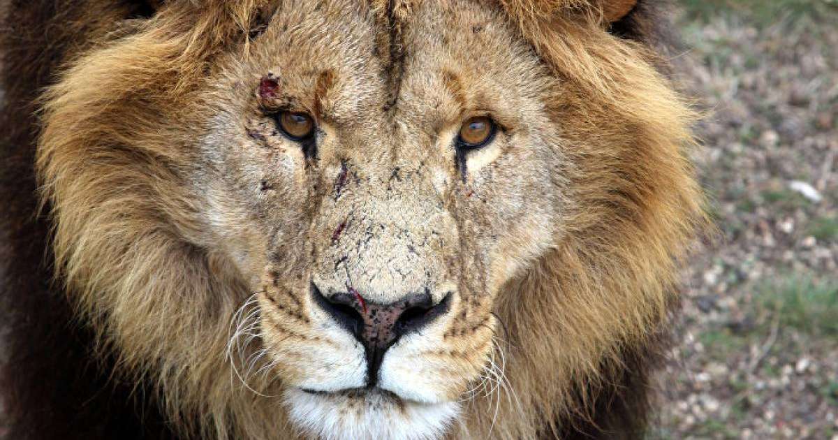 Бір топ қорқау арыстандармен ашық айқасқа түсті – видео