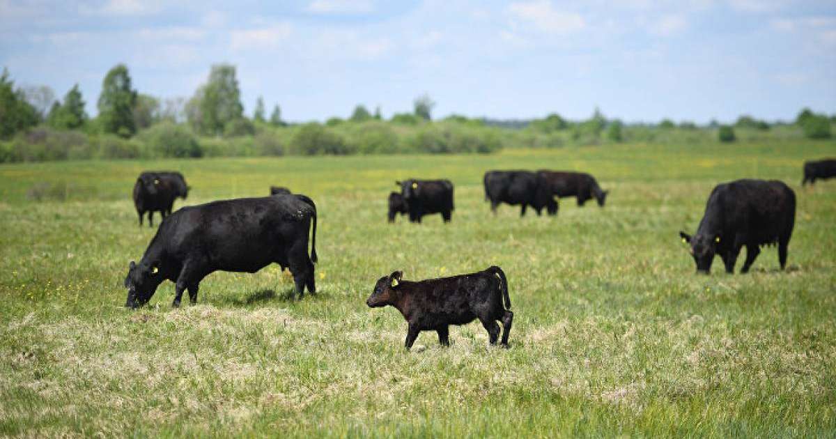 Шығыс Қазақстанда жер сатылып жатыр деген рас па –  облыс әкімі жауап берді