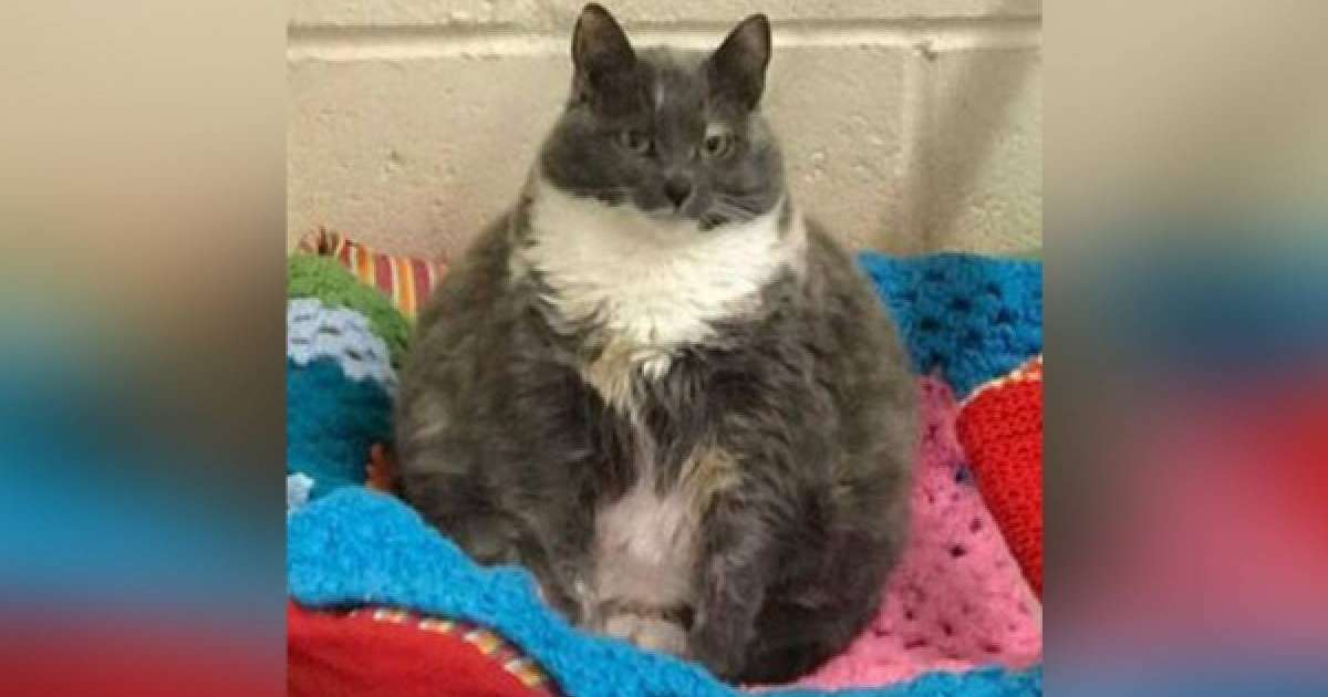 Онлайн қарбыз порно