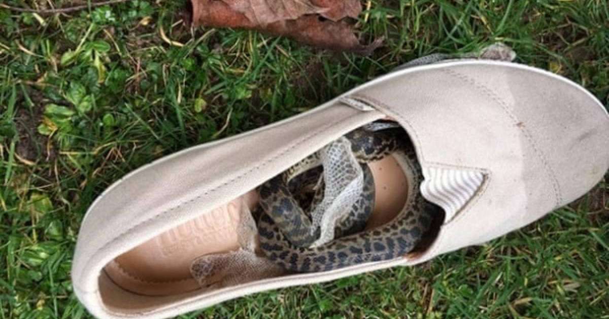 Туристің аяқ киіміне кіріп алған жылан 15 000 км жолды ұшып өткен