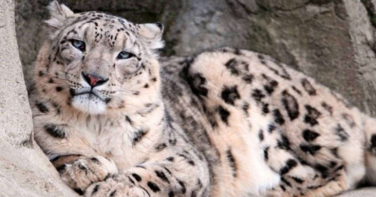 Ауыл шарушылық министрлігі мұның қашан және қайда болғанын анықтап жатыр