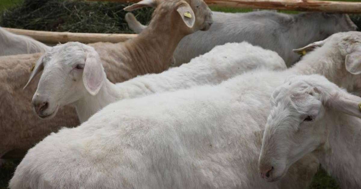 Қазір қойды телефонмен бағып жүрміз, қойшының керегі жоқ - жас кәсіпкер